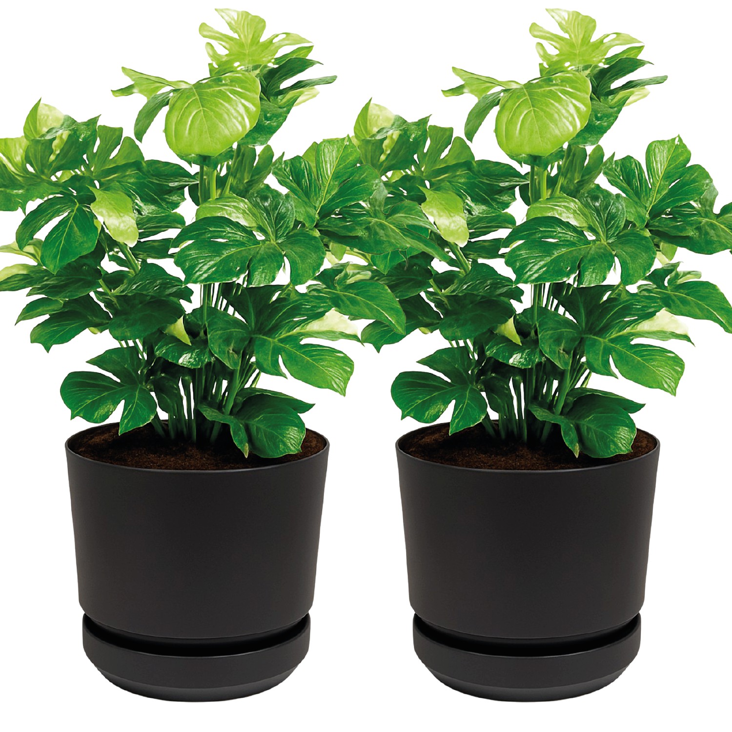 Maceta Elly Decor Set De 2 Para Interior y Exterior Con Plato y Drenaje 12 Pulgadas Negro image number null