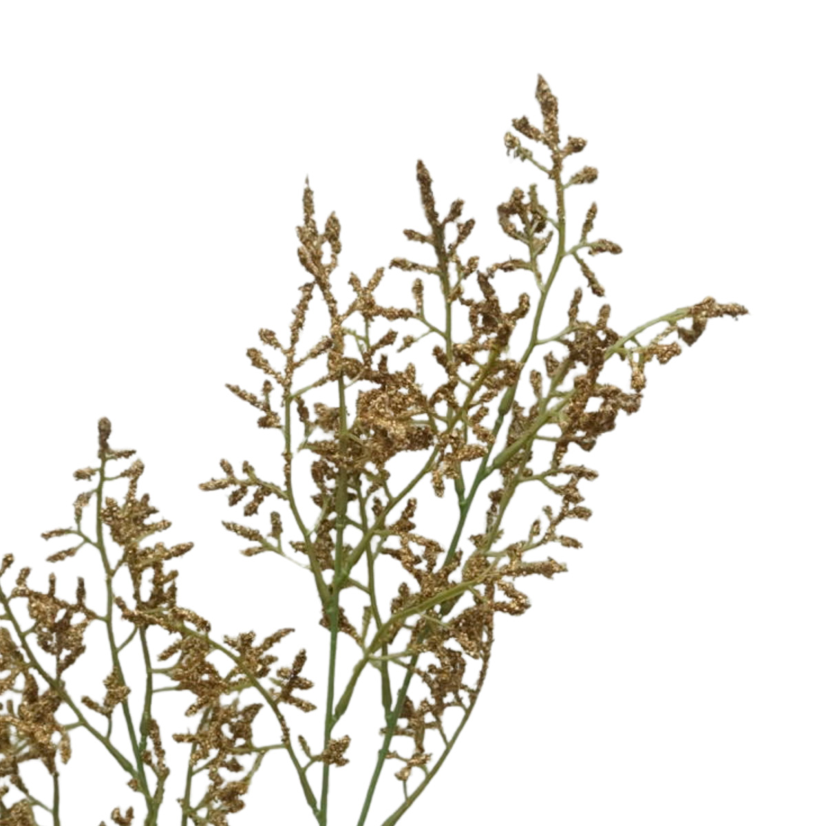 Follaje Lovergrass GAF image number null