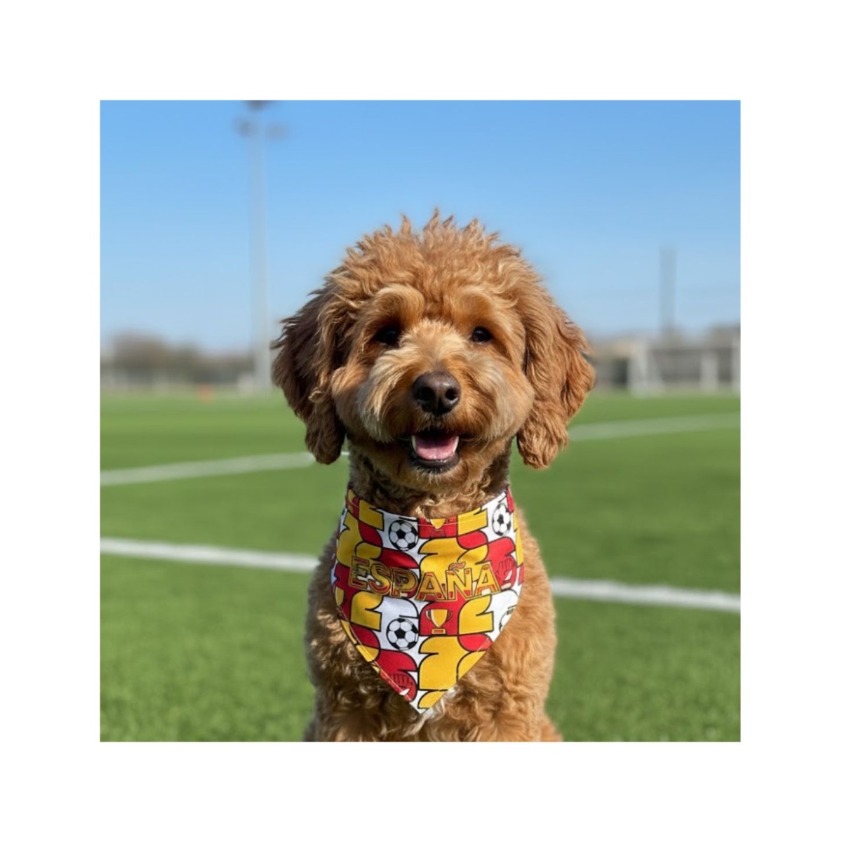 Bandana Espa&ntilde;a Basha Pets image number null