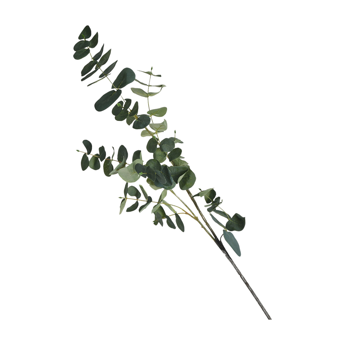 Eucalipto Decorativo Home Nature image number null