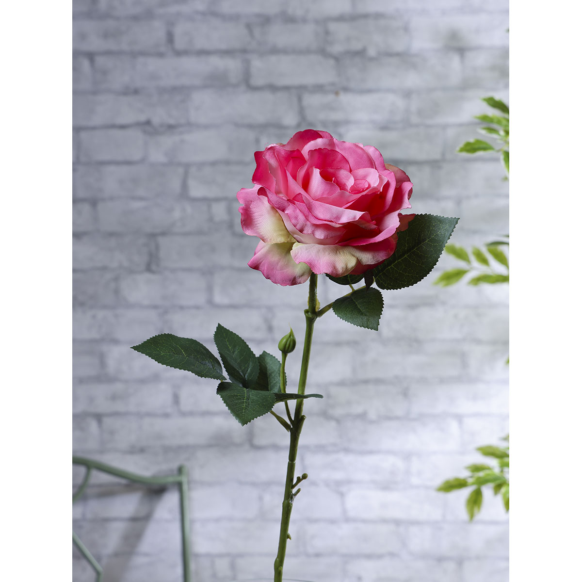 Rosa Artificial  Concepts image number null